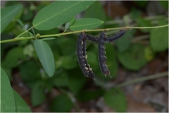 Codariocalyx motorius